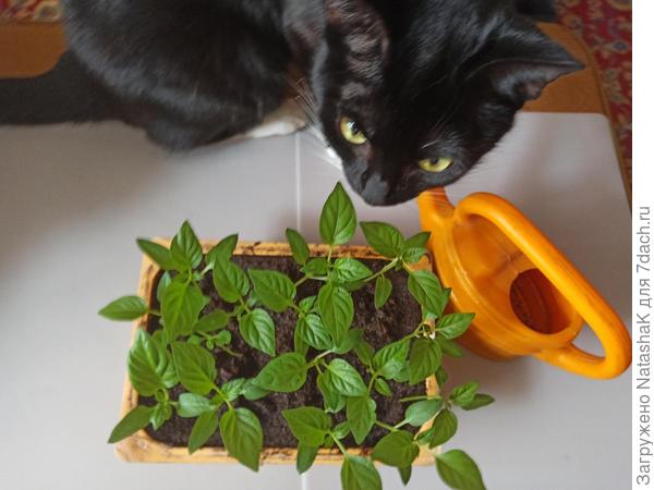 Помощница...