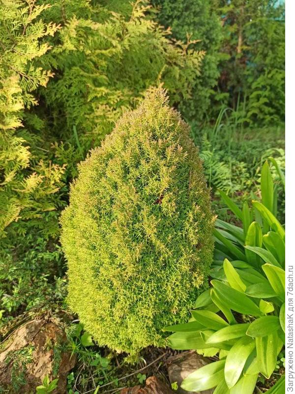 Вот про этот карлик я говорю