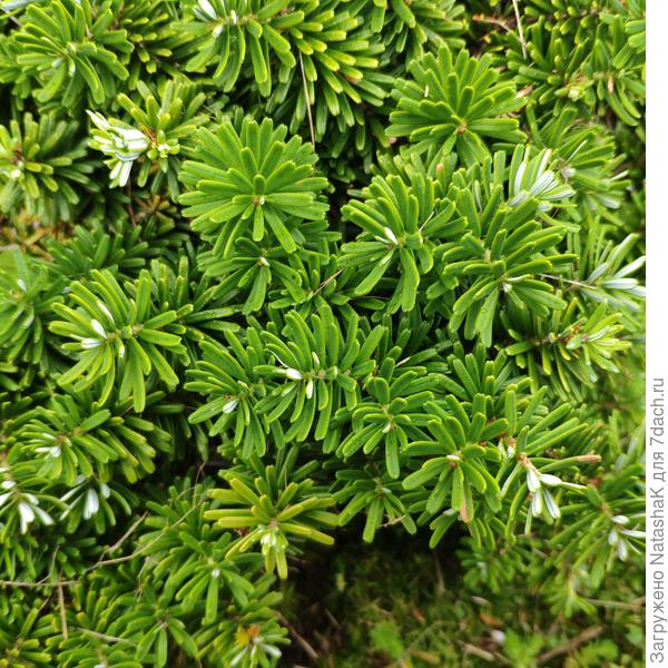 Год 2020, с обратной стороны хвоя серебристая