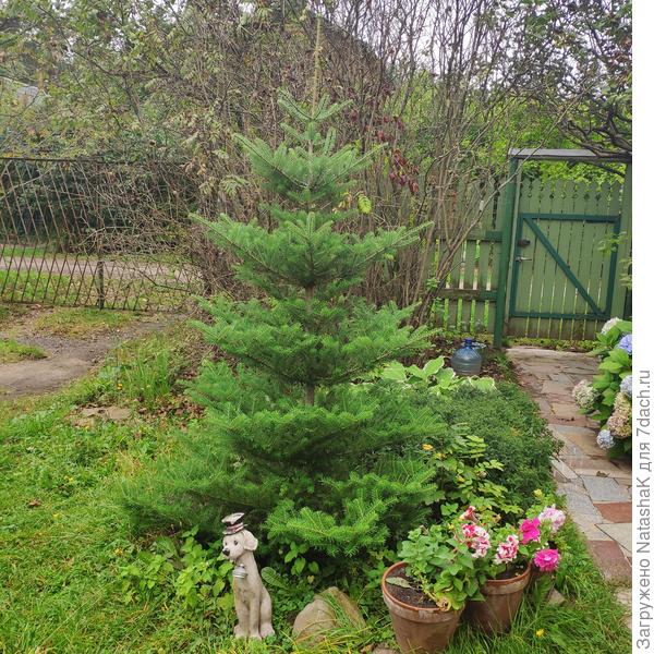 Корейская - вот все жду, когда будут фиолетовые шишки...