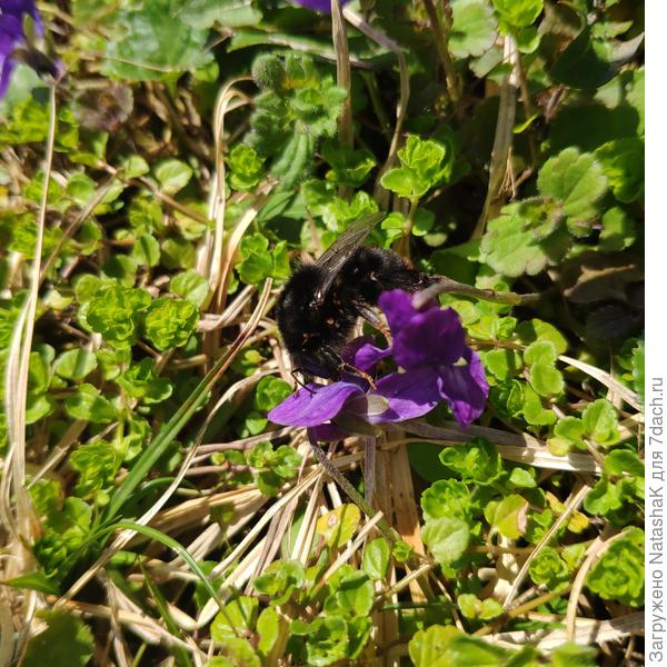 Тоже трудится....