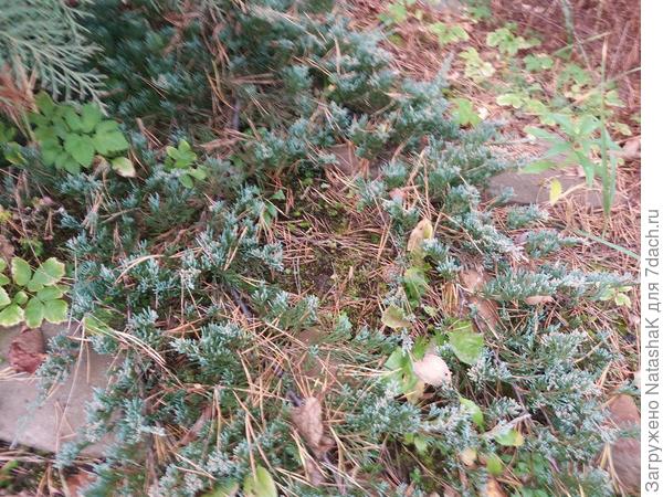 Казацкий стелющийся - он еще и голубоватый, накрываю