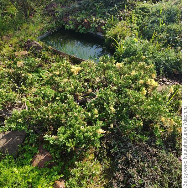 Можжевельник стелющийся Вариегата - он еще и колючий, накрываю