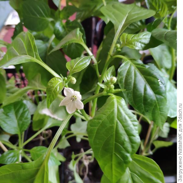 Первый перечный цветок