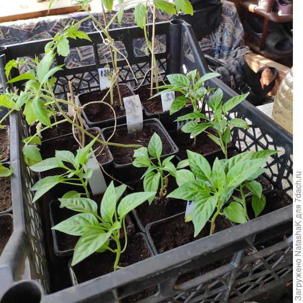 Эти лапочки ждут пока пересадки