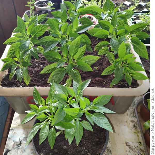 Огненный букет - все в бутончиках и начинают зацветать