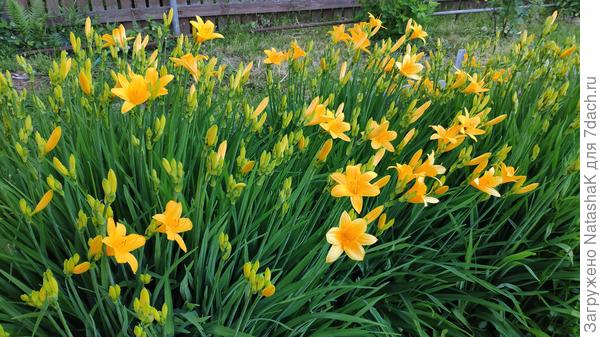 Солнечный лилейник - начало цветения