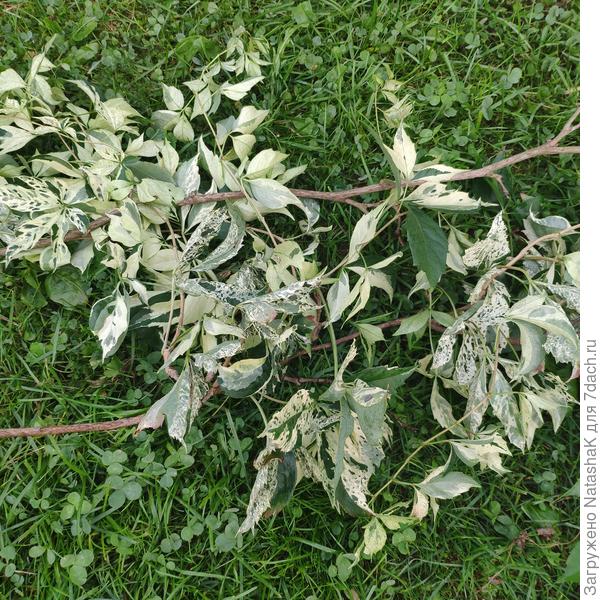 До сих пор страдаю по ней... (((((((((