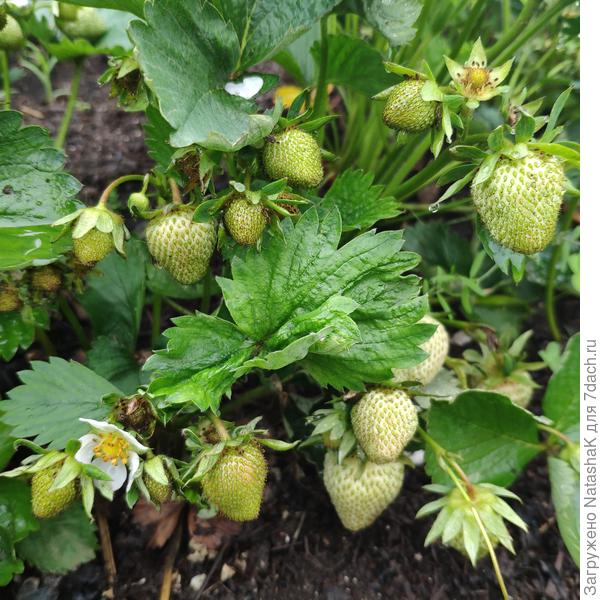 Клубничку жалко...