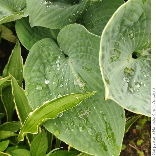 Ну хостам только в радость