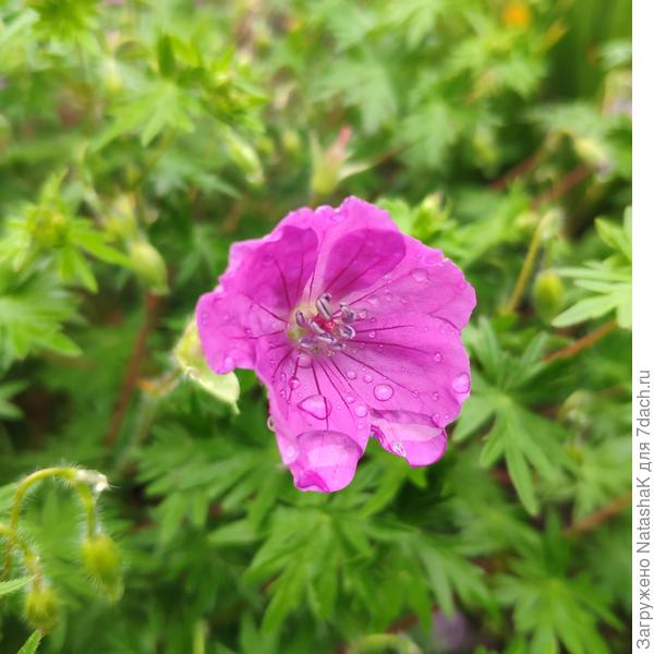 Садовую герань потрепало