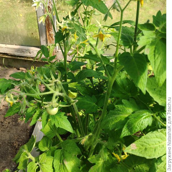 Детерминантные в горшках