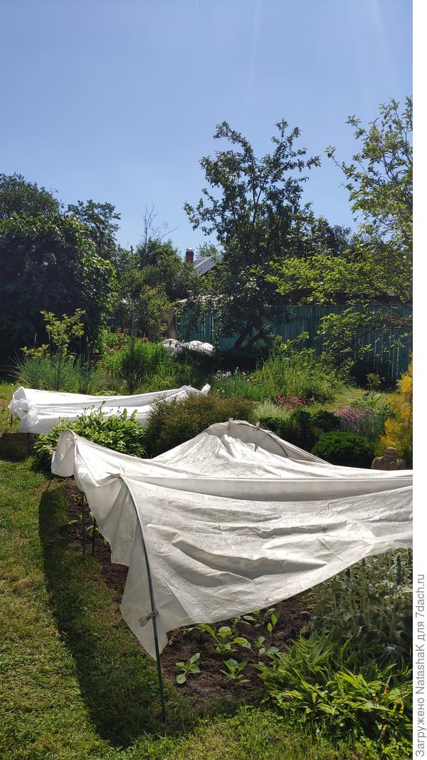 Мискбордер...