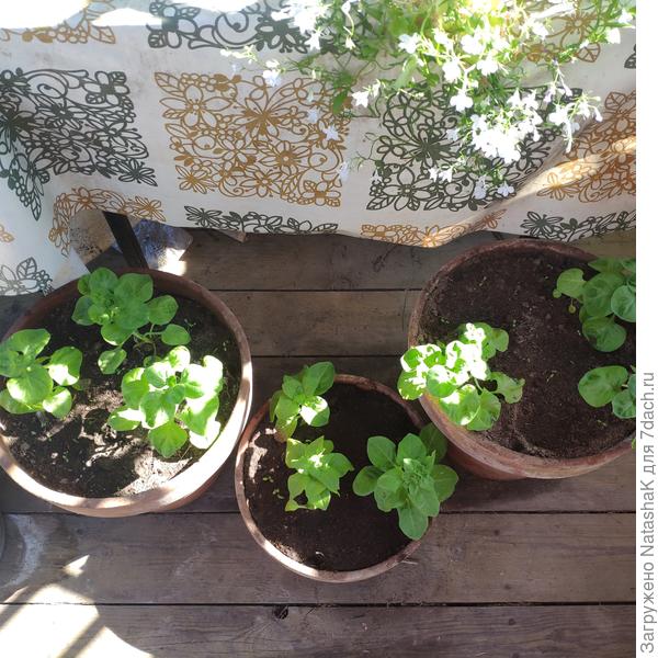 Несчастный петунии - опять на веранде