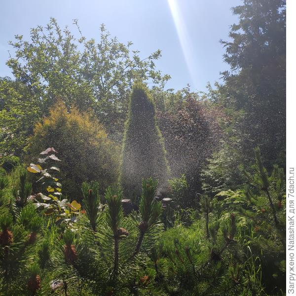 Во всю мощь, очень большой радиус охвата, здесь она вообще на высоком пне от сосны.