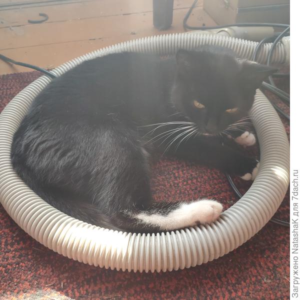 Если нет свободной коробки, пакета или просто буажки. то и шланг от пылесоса сойдет