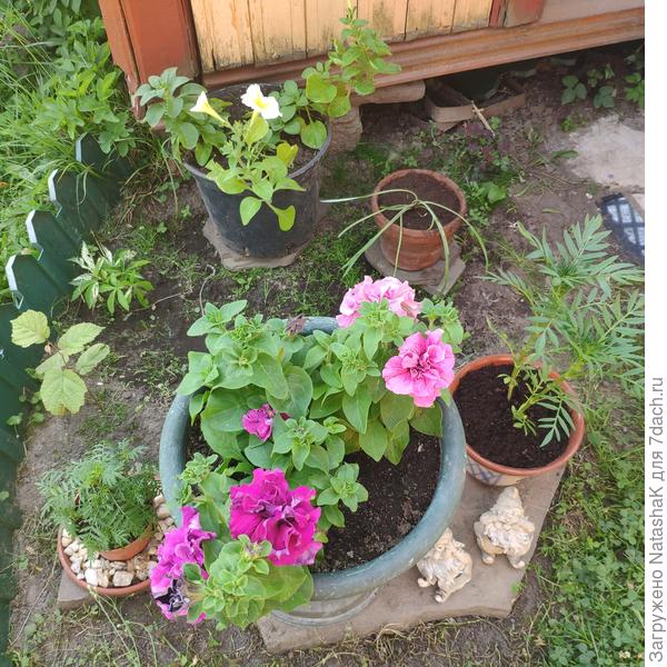 Вот этим хорошо, они с 13.00 в тени