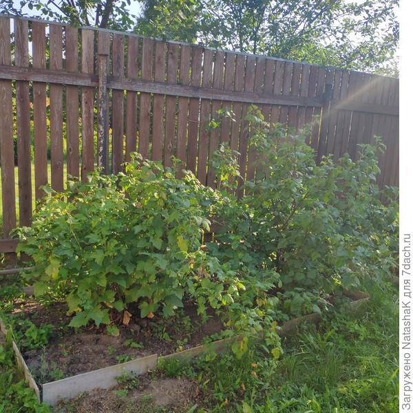 Два старых куста, еще есть третий старый. И один молоденький.