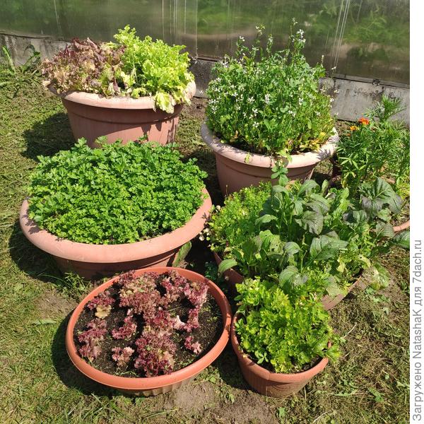 Сегодня. Подъедается потихоньку... Базилики в количестве трех сортов и укроп разстут отдельно, на грядках. Укроп уже сеяли второй раз, такой пушистый, ароматный, сочный )))