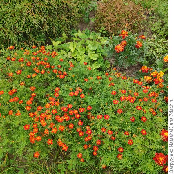 Мои тонколистные любимицы