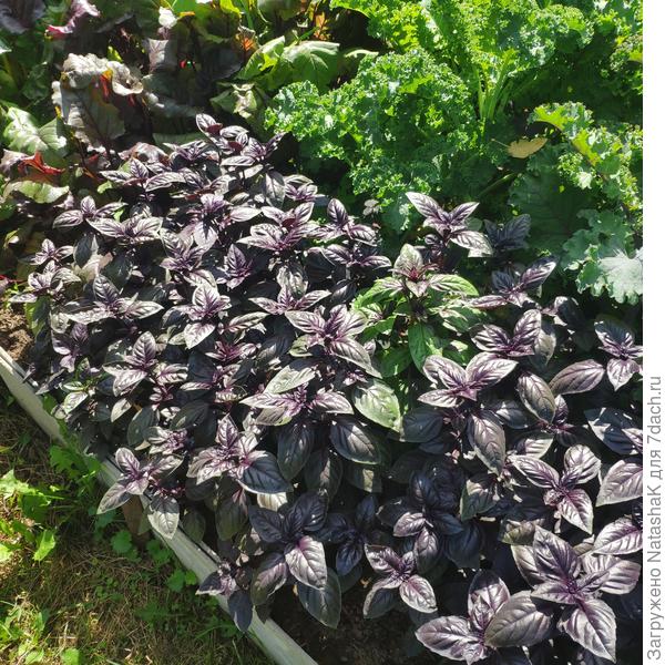 Базилик Арарат