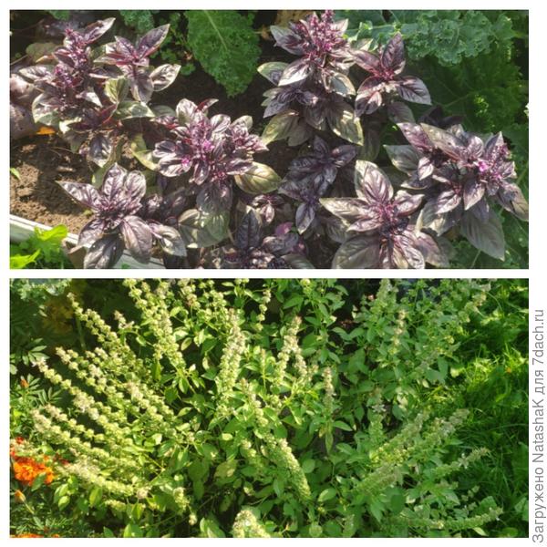 Остатки урожая на грядке