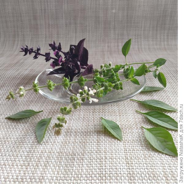 Любимые травки