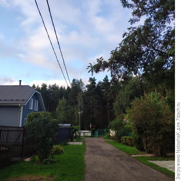 От нашего участка ко въезду в СНТ - сплошной лес