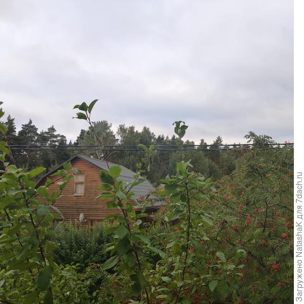 Из окна со второго этажа - за соседним домом виден лес