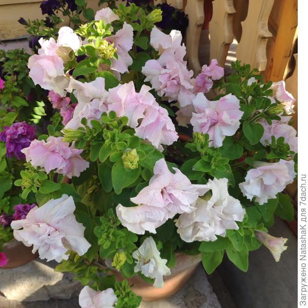 Дабл Каскад Орхид Мист