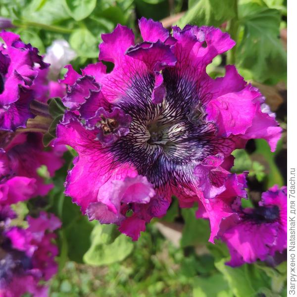 Темно-пурпурная