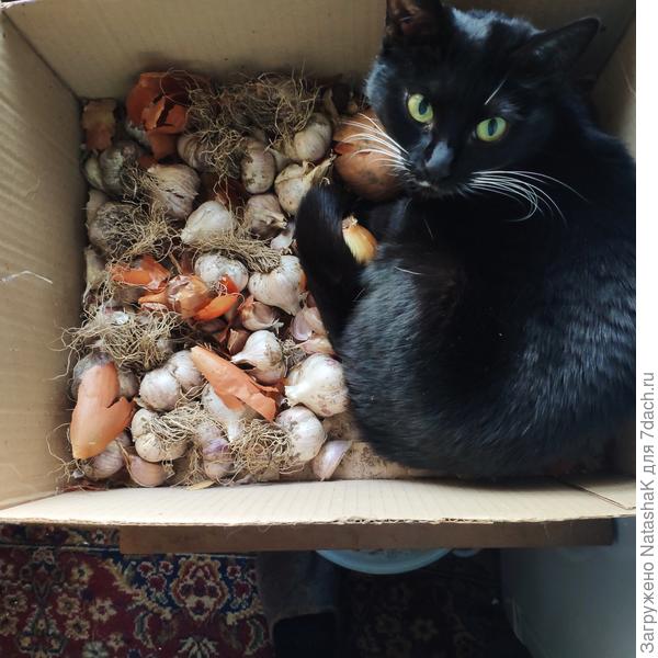 В любимой коробке с луком и чесноком спать устраиваемся...
