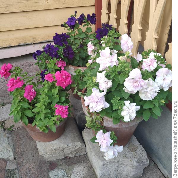 Дабл Каскад Мист, Пинк и Блю