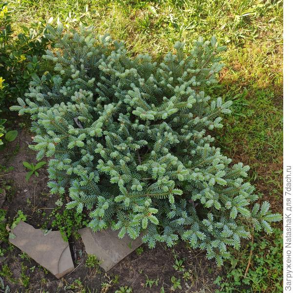 Пихта корейская Имперлр Блю, можно отнести к полукарликам, она в 10-ти летнем состоянии 1 м на 1,2 м. Покупала кроху в ОБИ в 2015 г.