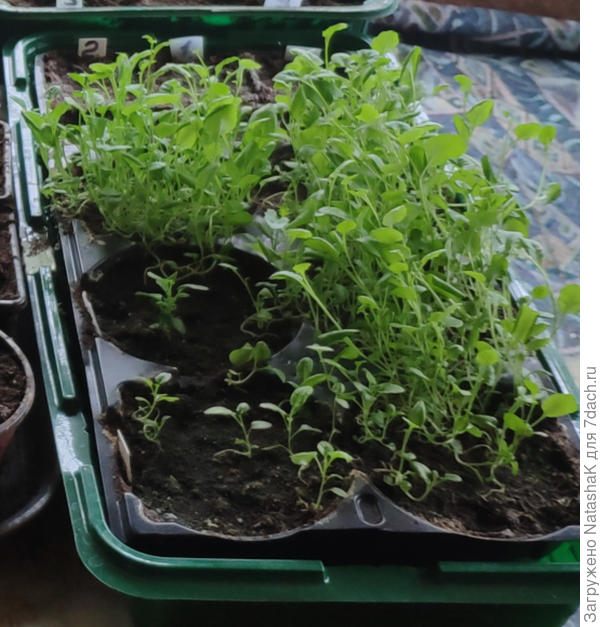 А это часть моих &amp;quot;мучениц&amp;quot; в прошлом году. Сеяла 2 марта, фотография 28 мая. В этом году у меня должна быть дополнительная подсветка, сеять планирую в эти же кассеты, но постараюсь пореже. И в маленькие - из маленьких постараюсь распикировать. Но места не хватает катастрофически! Фото нечеткое, извиняюсь - вырезала кусочек оз общей фотографии.