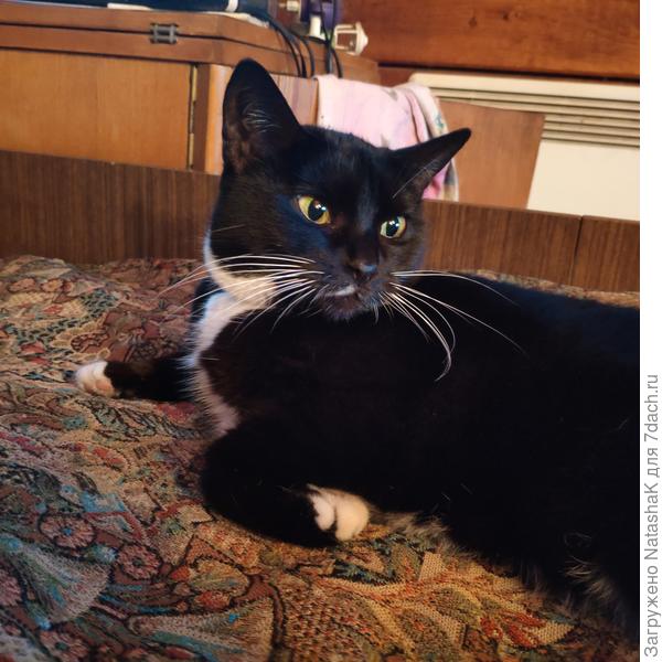 Вальяжная кошечка )))