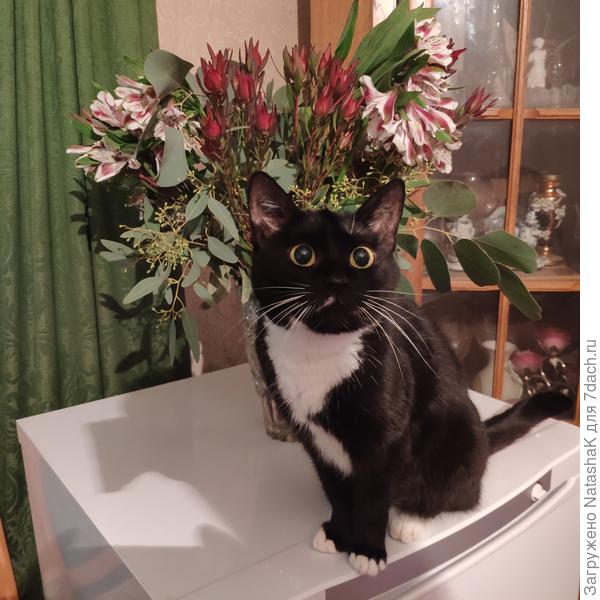 "Поздравляю с Днем котиков и кошечек!"