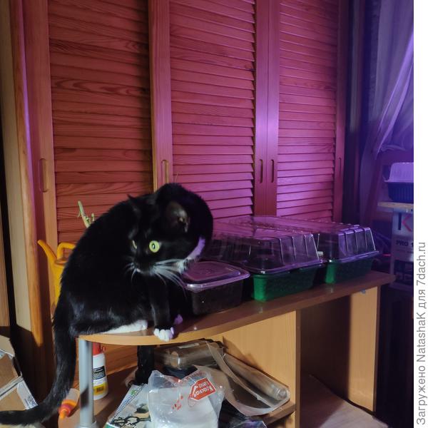 "Кто тут к рассаде подкрадывается?"