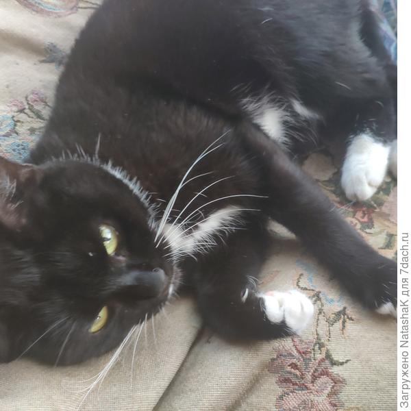 "В нашей компании черно-белых прибыло. Муурр...."