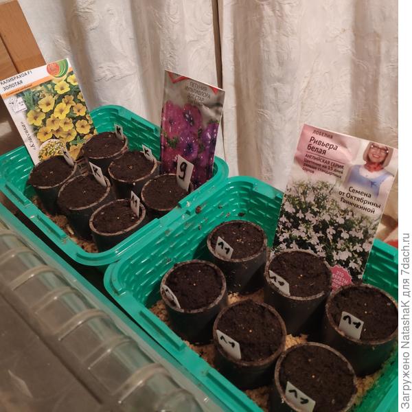 А здесь получился "винегрет" - 4 калибрахоа, 1 петунька и 7 драже лобелии. Еще три драже в минипарниках с петуниями - просто по одному бочонку осталось в каждом.