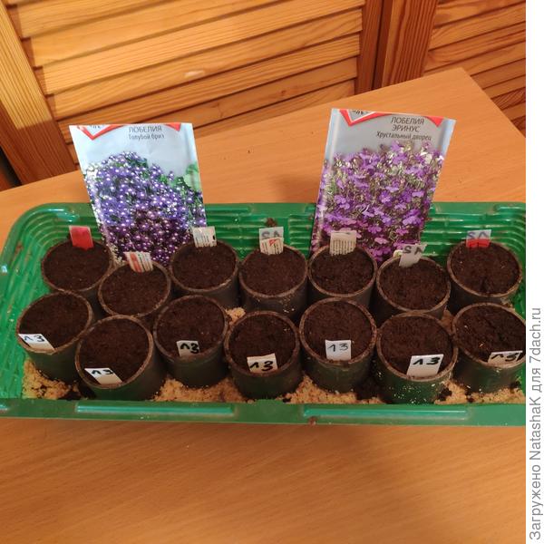 Здесь по семь бочонков на каждый сорт. Петунии кустовые, россыпью, 0,1 г в пакетике. Просто разделила семена на семь частей.