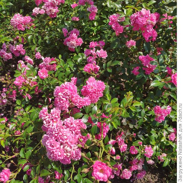 Вот эта розочка