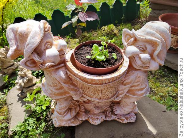 Эльфы-цветоводы