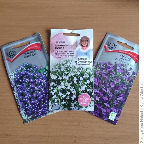 Сорта лобелий
