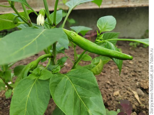 Первый Палермо красный