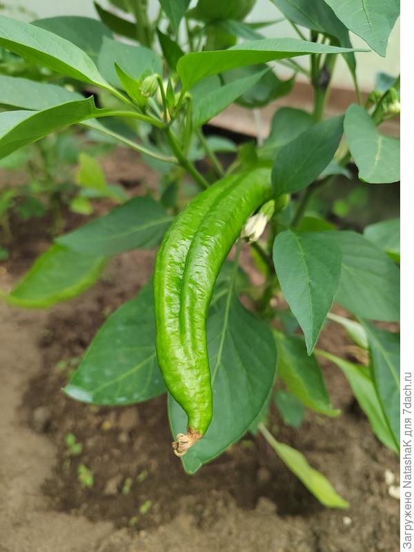 Первый Палермо оранжевый