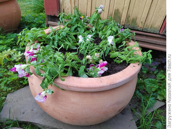 "Флораль шоу биколор"