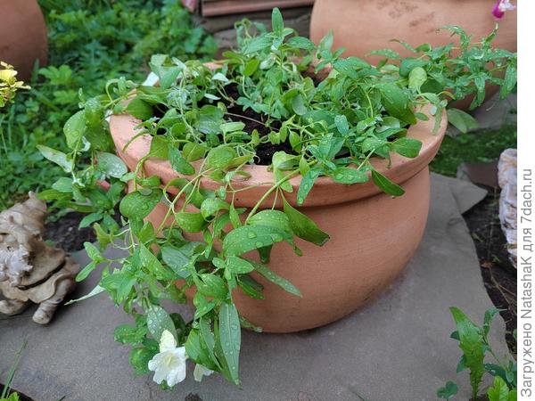 "Яблоневый цвет"