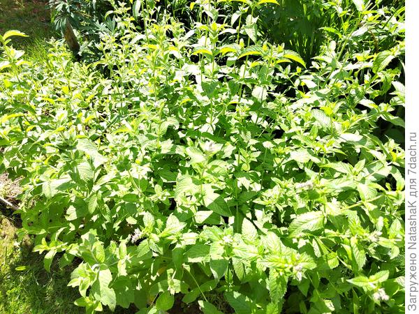 Мята перечная - первогодка