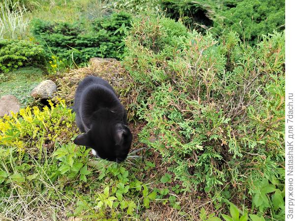Сныть что ли ест - здесь я ее еще не удалила, надоело до смерти.